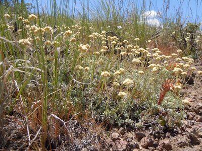 Antennaria microphylla, photographed by Matt Lavin