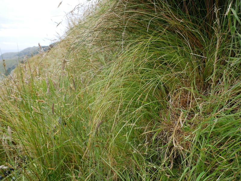 Carex flagellifera, photographed by Alice Shanks