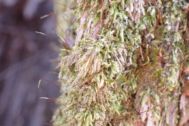 Sematophyllum adnatum, photographed by John Kees