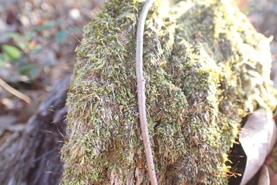 Sematophyllum adnatum, photographed by John Kees