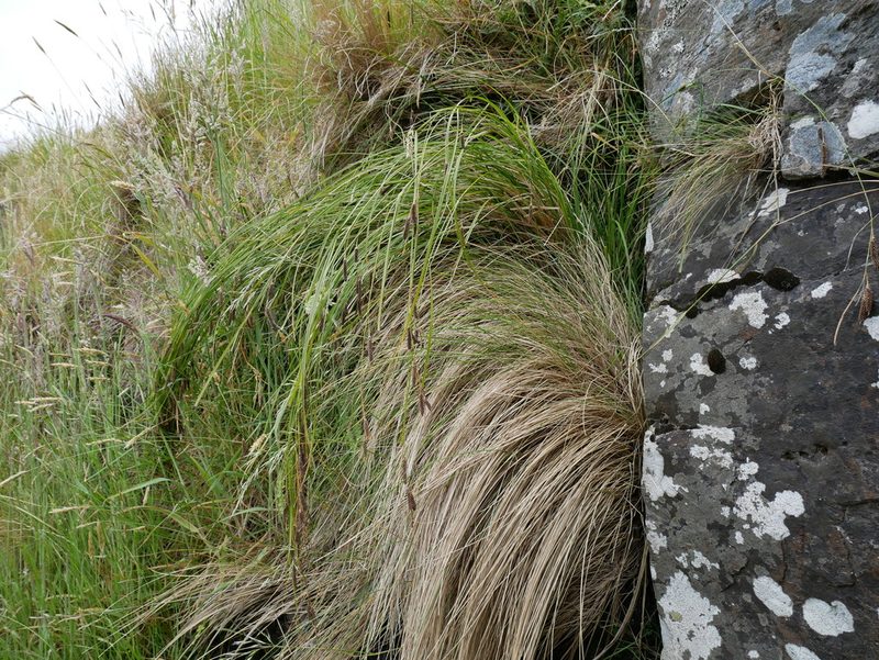 Carex solandri, photographed by Alice Shanks