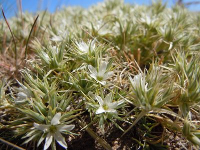 Eremogone franklinii, photographed by Matt Lavin