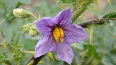 Solanum linnaeanum, photographed by Paulo Galvão