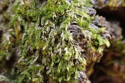 Sematophyllum adnatum, photographed by John Kees