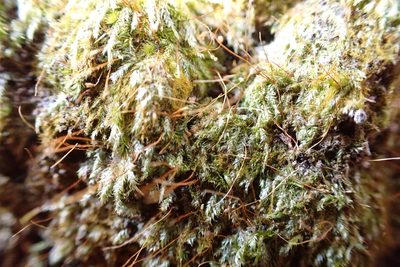 Sematophyllum adnatum, photographed by John Kees
