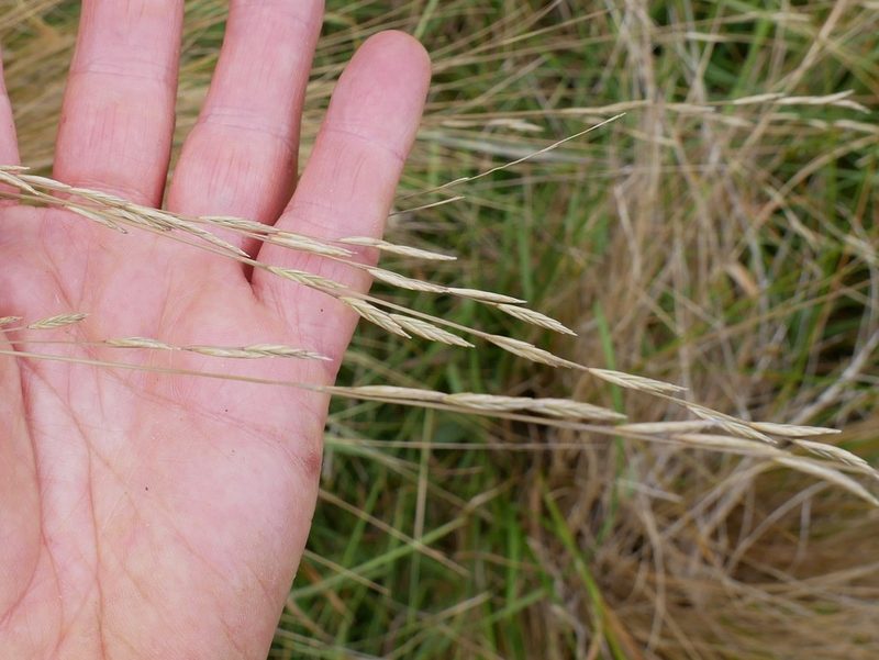 Festuca novae-zelandiae, photographed by Alice Shanks