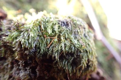 Sematophyllum adnatum, photographed by John Kees