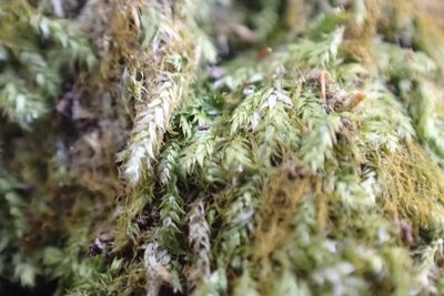 Sematophyllum adnatum, photographed by John Kees