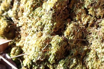 Sematophyllum adnatum, photographed by John Kees