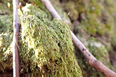 Sematophyllum adnatum, photographed by John Kees