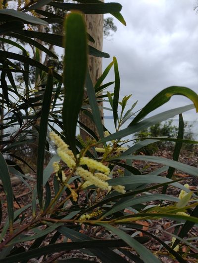 Acacia obtusifolia, photographed by Tricia Kaye
