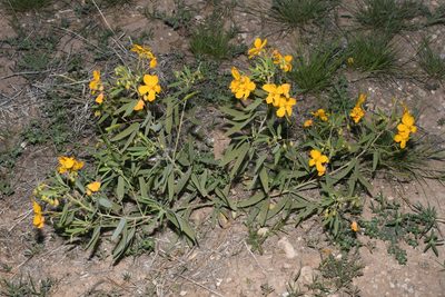Senna bauhinioides, photographed by Brian Finzel