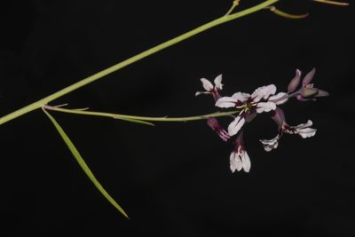 Streptanthus hyacinthoides, photographed by Brian Finzel