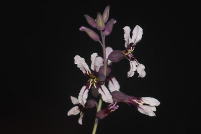 Streptanthus hyacinthoides, photographed by Brian Finzel