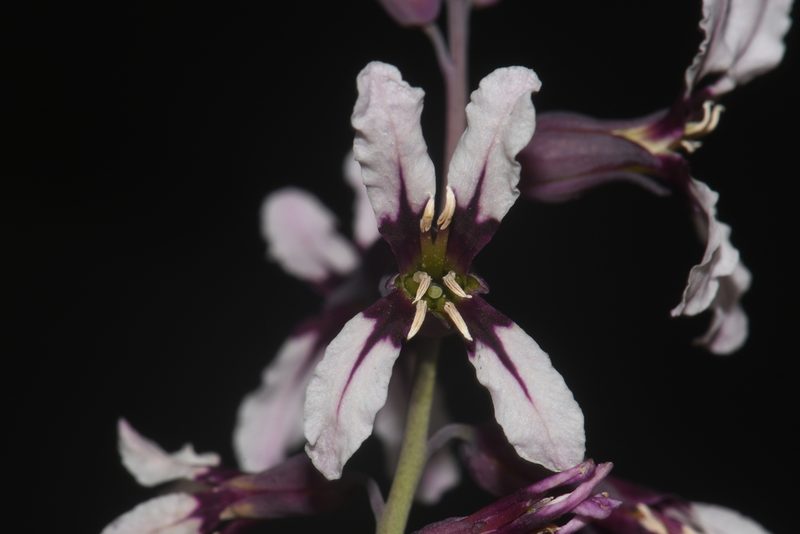 Streptanthus hyacinthoides, photographed by Brian Finzel