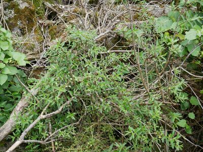 Veronica strictissima, photographed by Alice Shanks