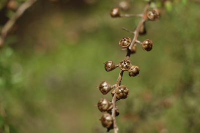Leptospermum polygalifolium, photographed by Greg Tasney
