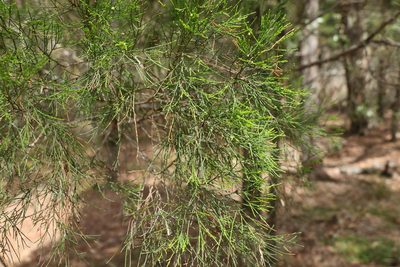 Callitris columellaris, photographed by Greg Tasney