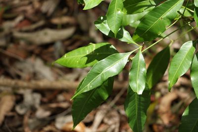 Melicope rubra, photographed by Greg Tasney