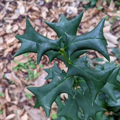 Ilex cornuta, photographed by cgmayers