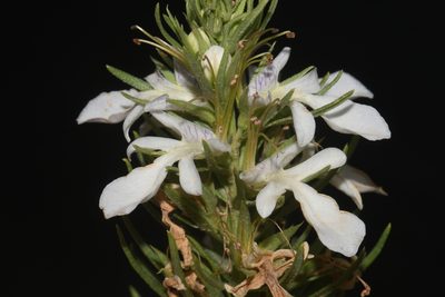Teucrium laciniatum, photographed by Brian Finzel