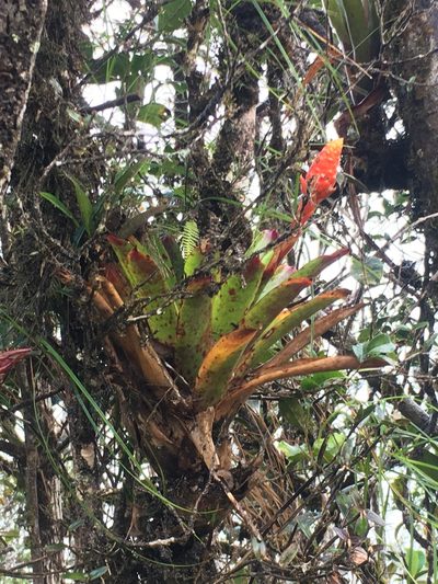Guzmania elvallensis, photographed by harrier