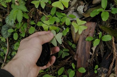 Oxalis nipponica, photographed by Eric Knight