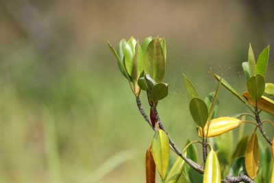 Bruguiera gymnorhiza, photographed by Greg Tasney