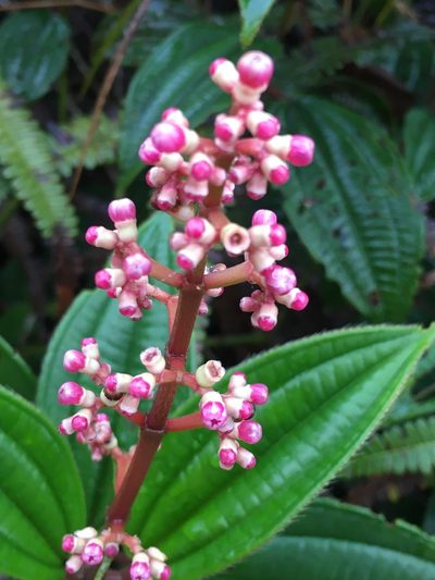 Miconia ciliata, photographed by harrier