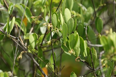 Vincetoxicum carnosum, photographed by Greg Tasney