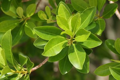 Excoecaria agallocha, photographed by Greg Tasney