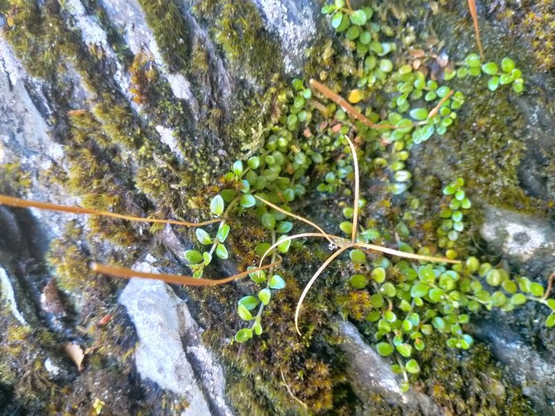 Epilobium nerterioides, photographed by Heidi Meudt