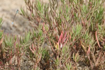 Suaeda australis, photographed by Greg Tasney
