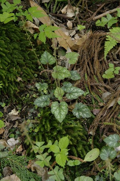 Asimitellaria furusei, photographed by Eric Knight