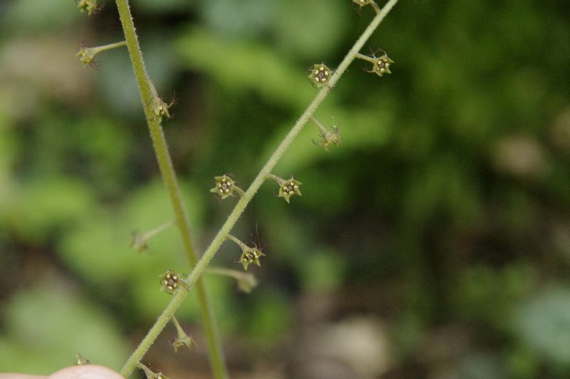 Asimitellaria furusei, photographed by Eric Knight