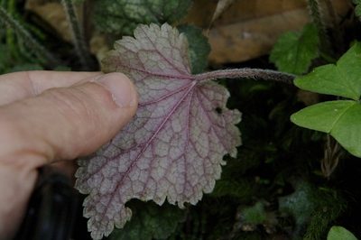 Asimitellaria furusei, photographed by Eric Knight