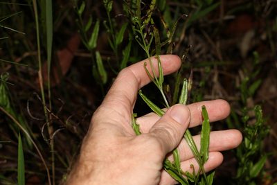 Lindsaea ensifolia, photographed by Greg Tasney