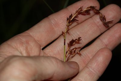 Schoenus brevifolius, photographed by Greg Tasney