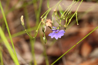 Dampiera stricta, photographed by Greg Tasney