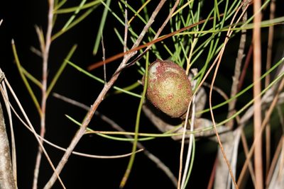 Hakea actites, photographed by Greg Tasney