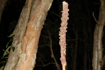Xanthorrhoea fulva, photographed by Greg Tasney