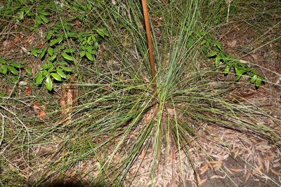 Xanthorrhoea fulva, photographed by Greg Tasney