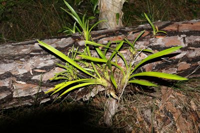 Cymbidium madidum, photographed by Greg Tasney