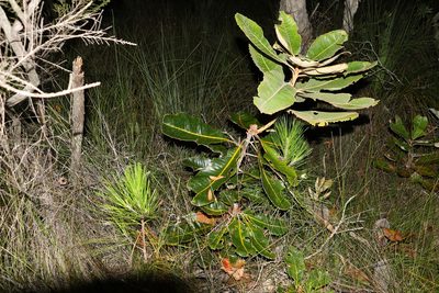 Banksia robur, photographed by Greg Tasney