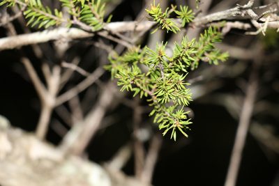 Melaleuca sieberi, photographed by Greg Tasney