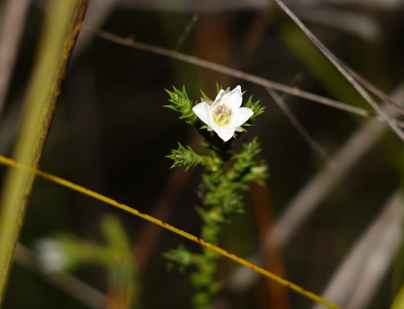 Sprengelia sprengelioides, photographed by Greg Tasney