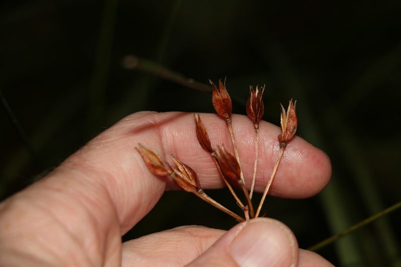 Burchardia umbellata, photographed by Greg Tasney