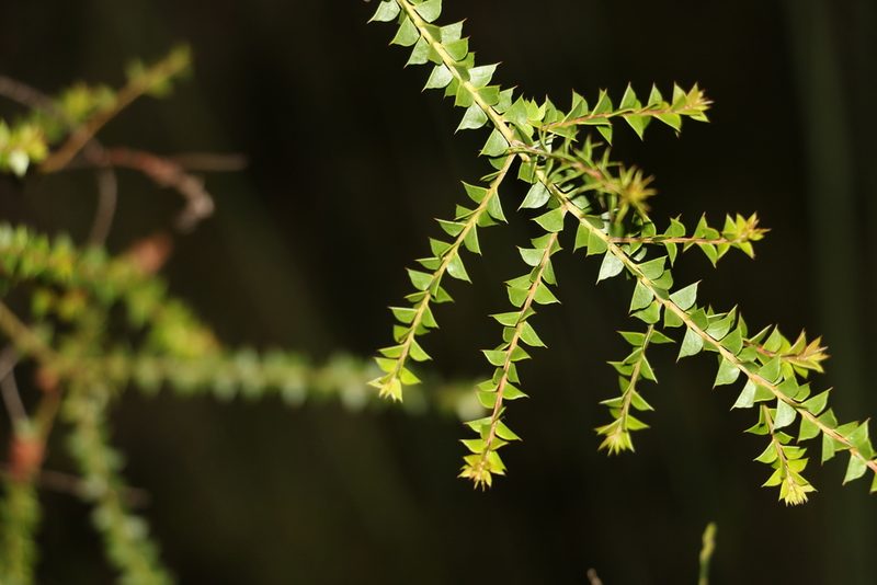 Acacia hubbardiana, photographed by Greg Tasney