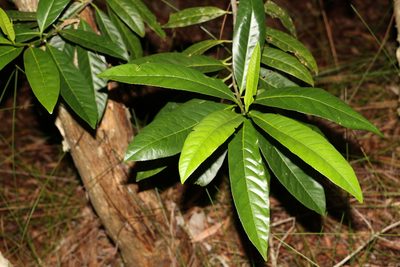 Elaeocarpus grandis, photographed by Greg Tasney