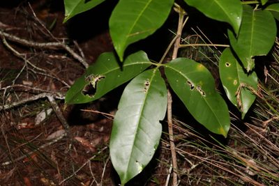 Melicope elleryana, photographed by Greg Tasney